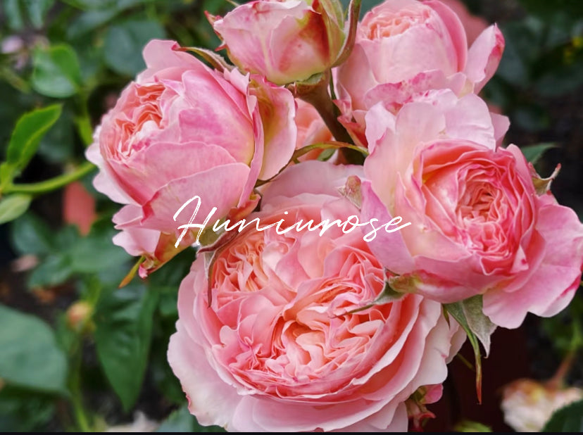 Victory’s classic cutting rose