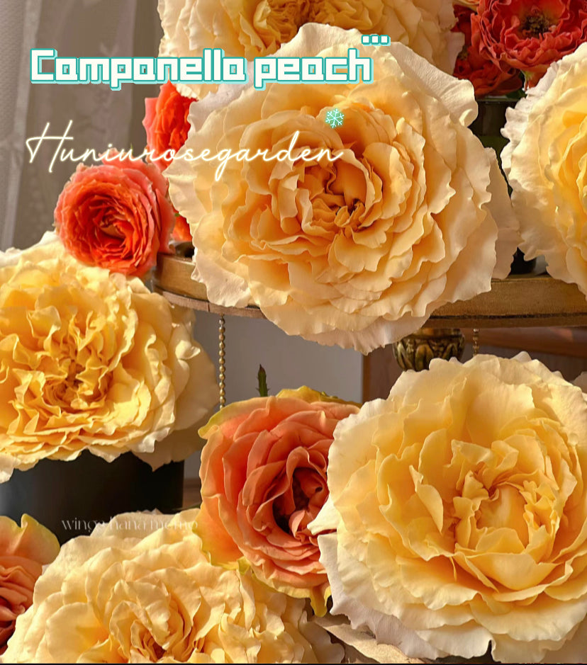 Campanella peach big cutting rose