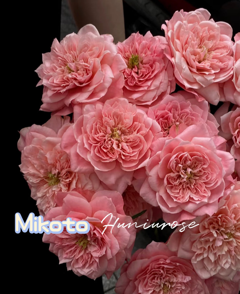 Mikoto Japanese cutting rose