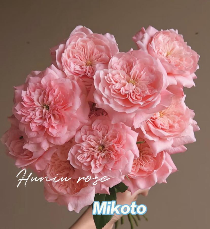 Mikoto Japanese cutting rose