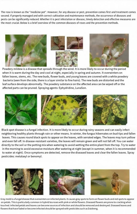 About rose disease and insect prevention