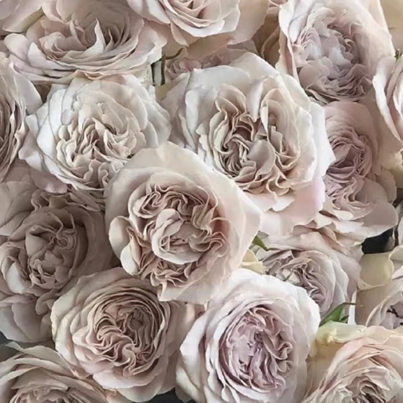 Cutting rose Westminster Abby