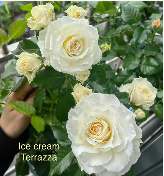 Ice cream terrazza juicy splash rose