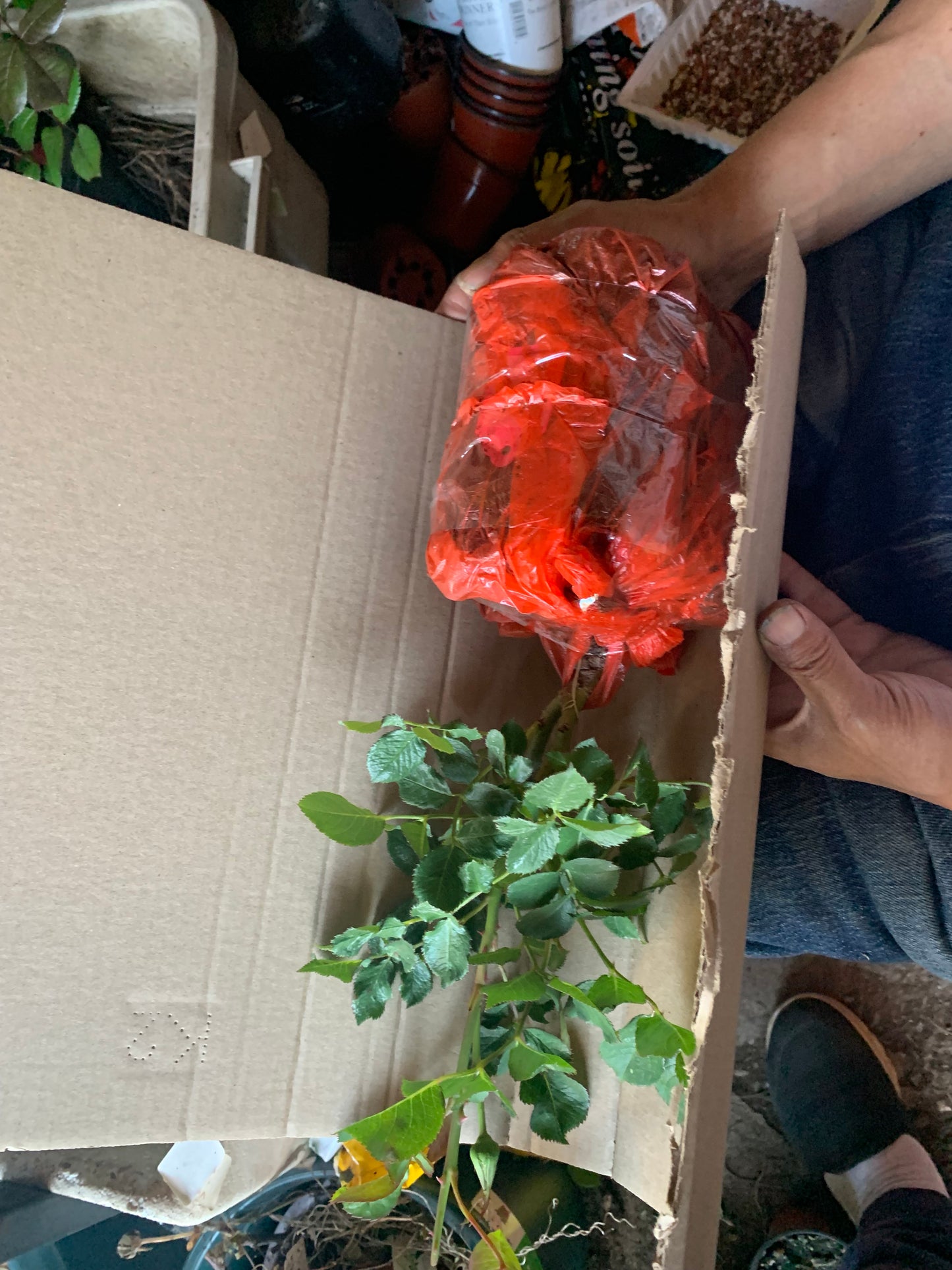 How to shipping your rose