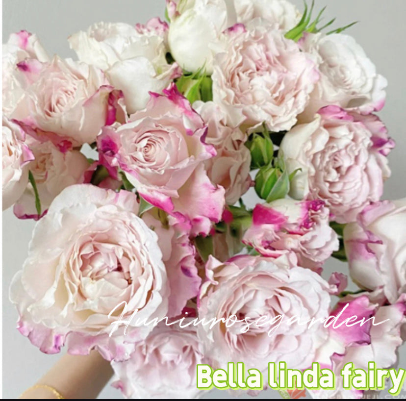 Bella linda fairy nice cutting rose