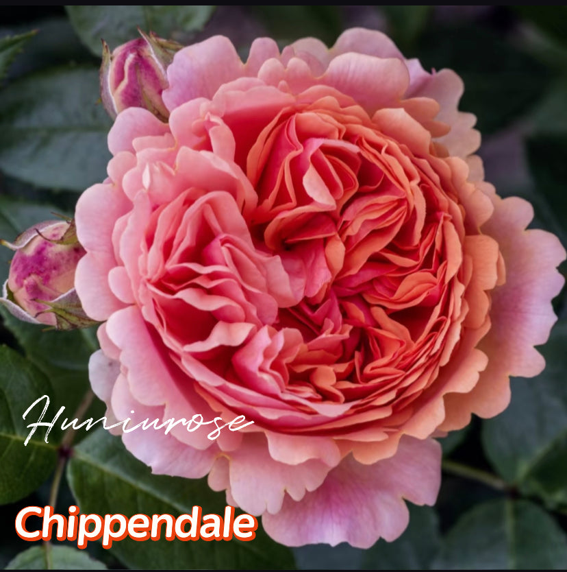 Chippendale Tantau Germany roses