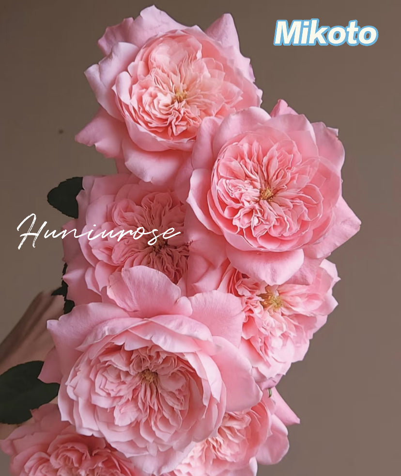 Mikoto Japanese cutting rose