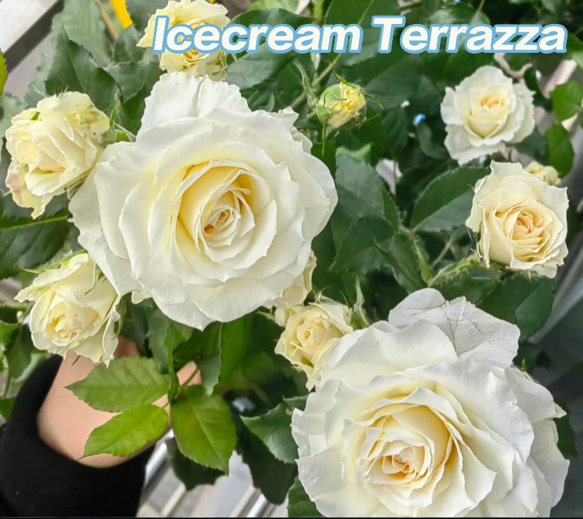 Ice cream terrazza juicy splash rose