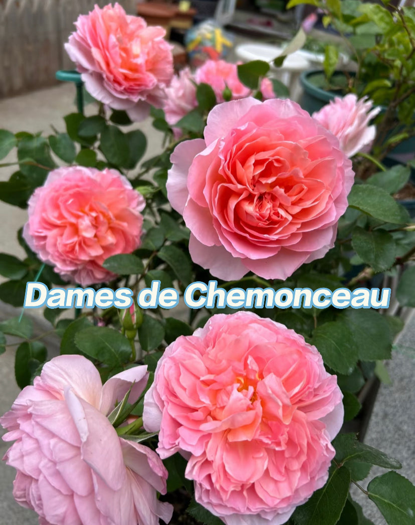 Dames de Chenonceau strong fragrance climbing rose