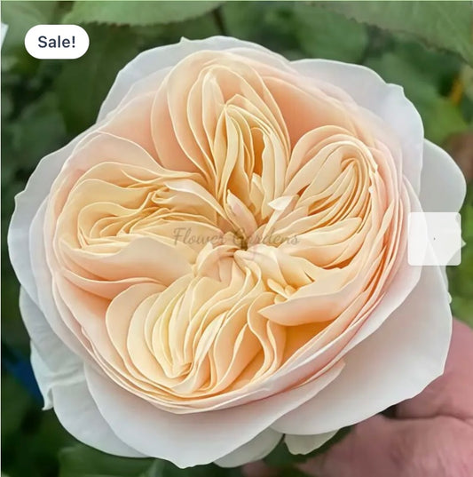 New, cutting rose Freya garden