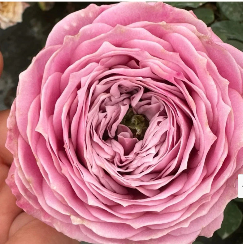 Peonkiss rose plant 牡丹之吻