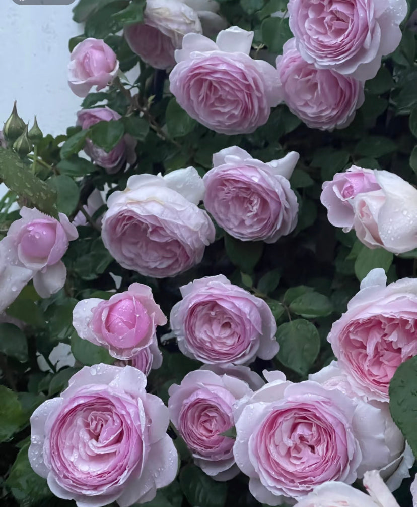 David Austin Olivia rose