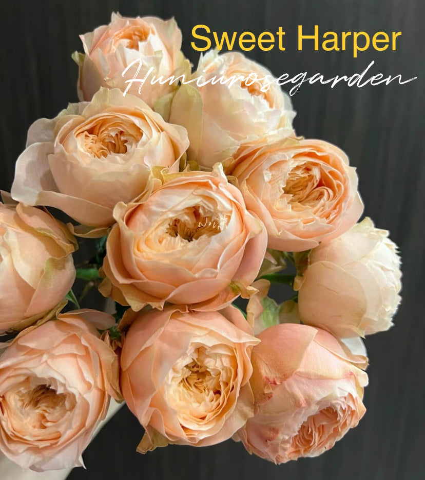 New!!! Sweet Harper cutting rose