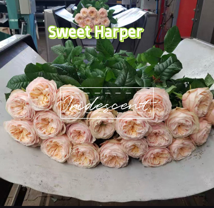 New!!! Sweet Harper cutting rose