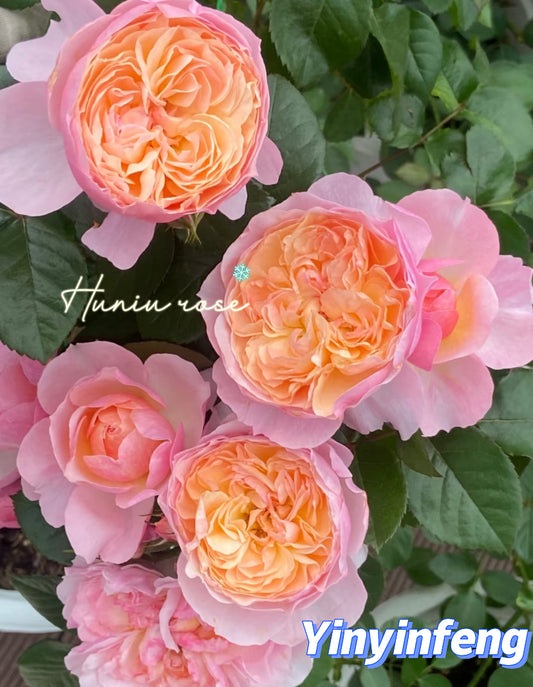 Yinyinfeng Asia rose