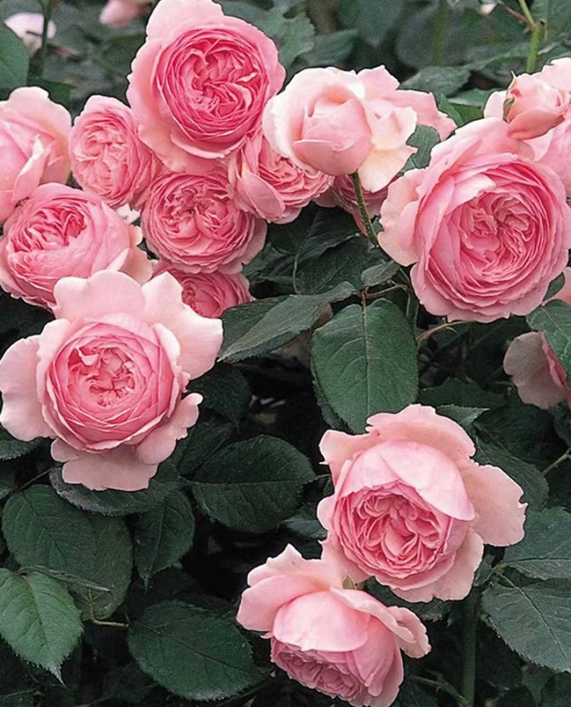 Geoff Hamilton David Austin rose