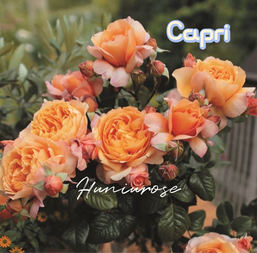 Capri Germany Tantau rose