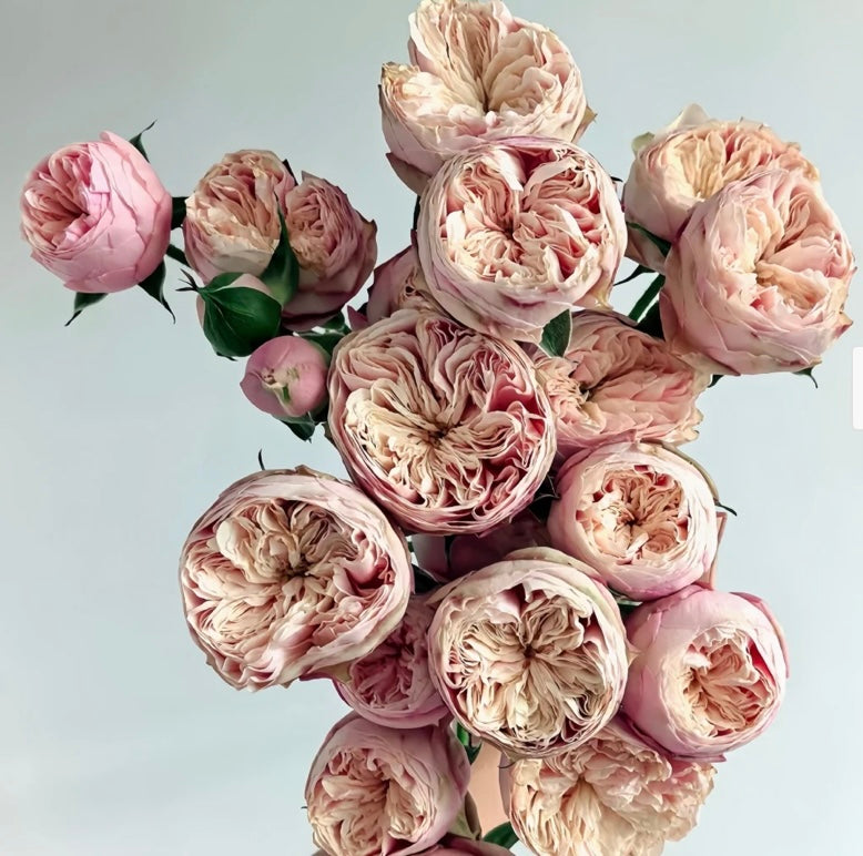New,VP cutting rose Royal Blush皇家腮红