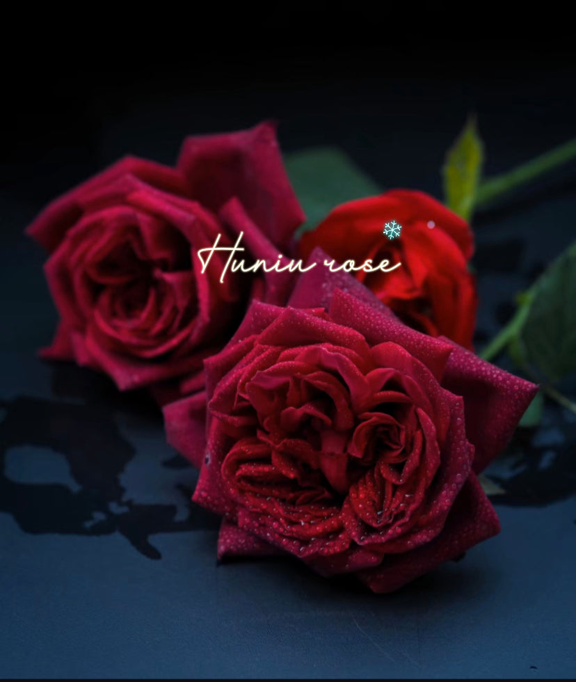 Black perfumella Milland rose
