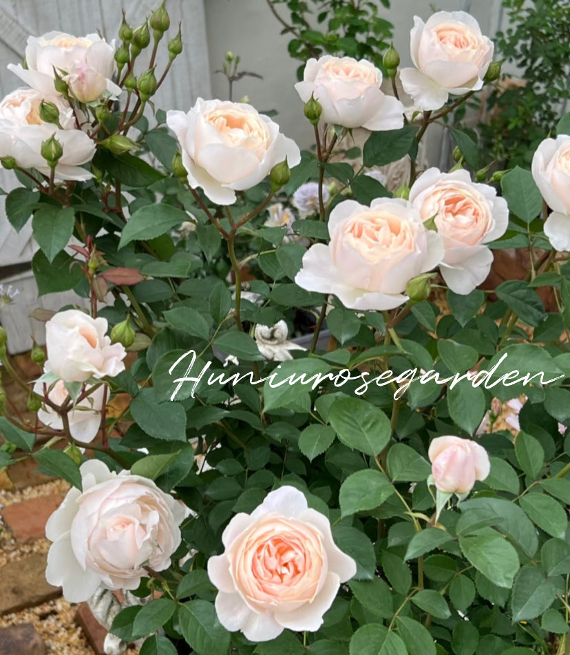 Desdemona David Austin rose