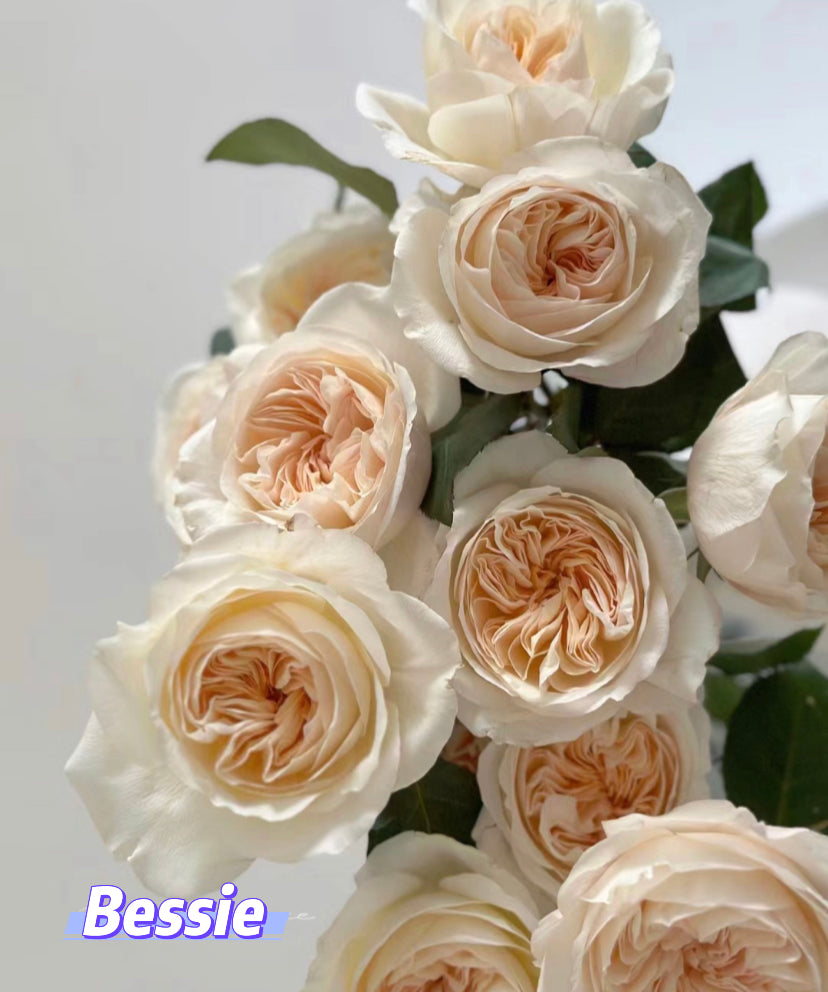 Wedding cutting rose Bessie DA