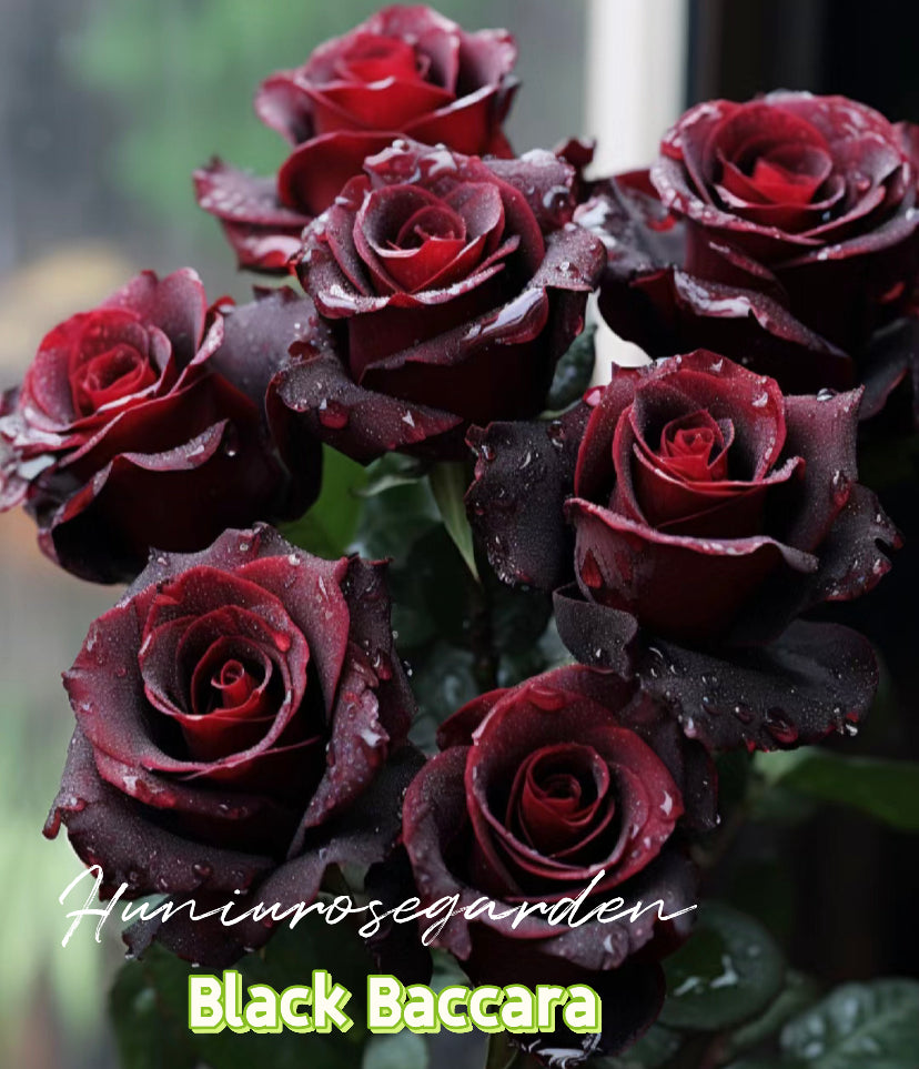 Black Baccara French Meilland