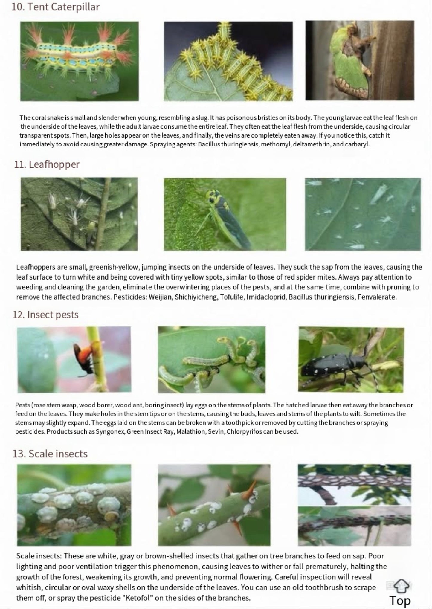 About rose disease and insect prevention