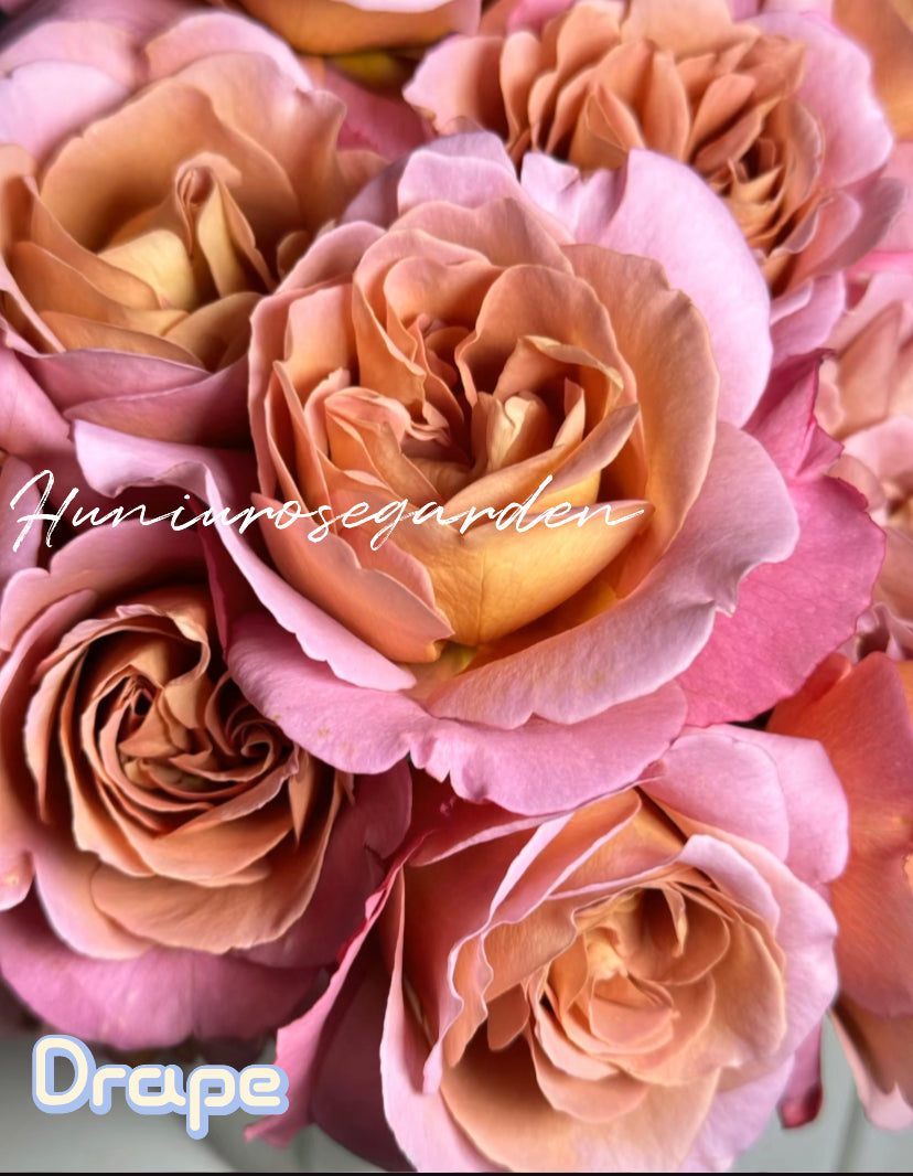 Drape  Japanese rose