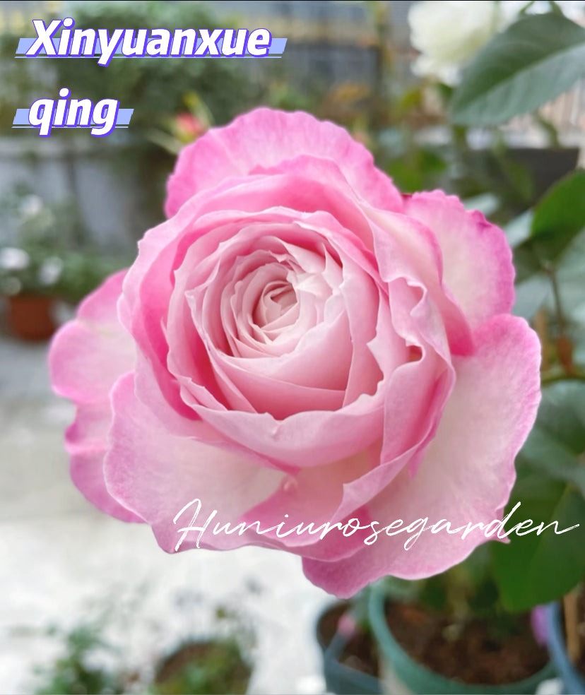 2024 new Xinyuanxueqing Asia rose