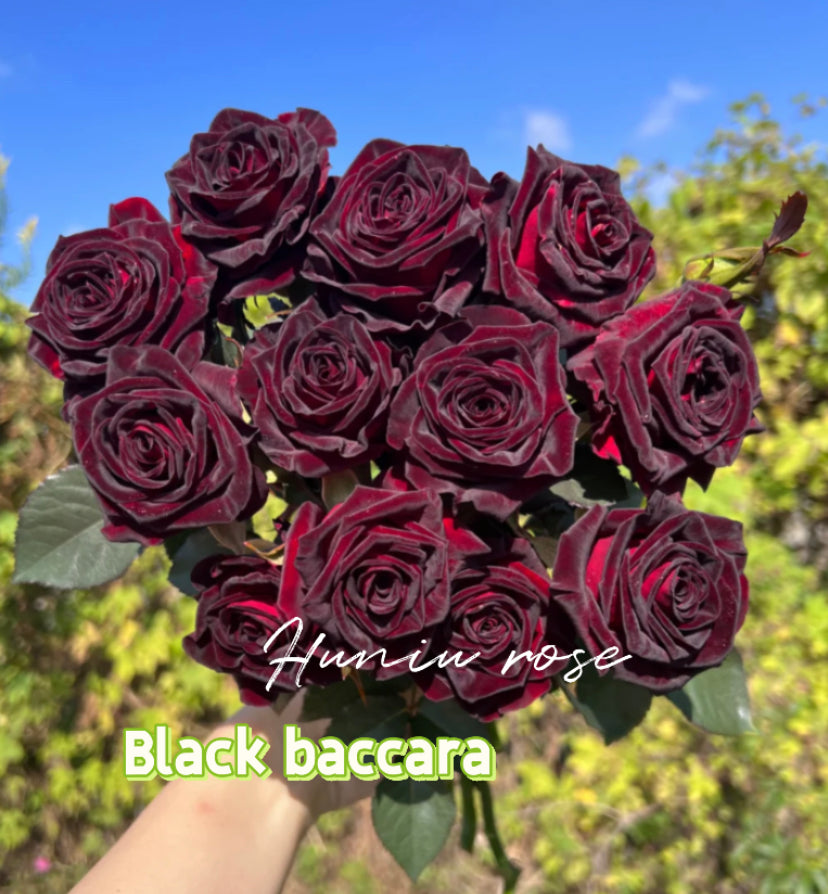 Black Baccara French Meilland