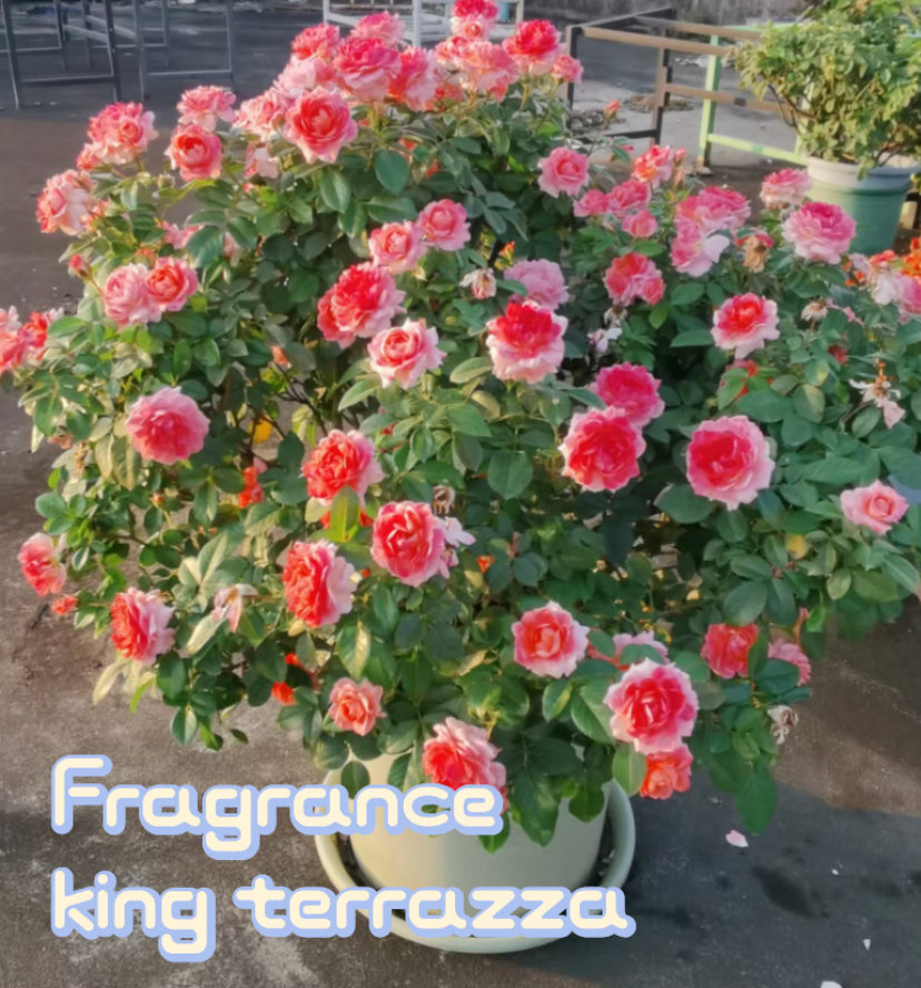 Balcony series Fragrance king terrazza rose