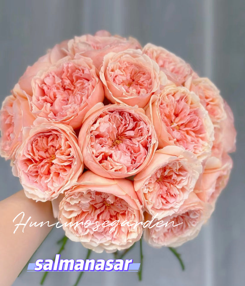 Salmansar French Meilland