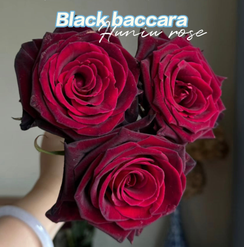Black Baccara French Meilland