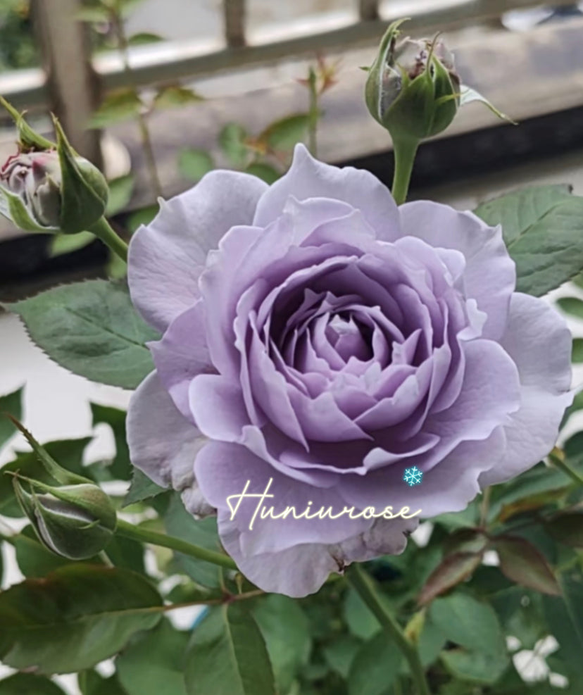 Purple moonlight  Asia rose