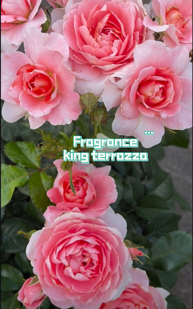 Balcony series Fragrance king terrazza rose