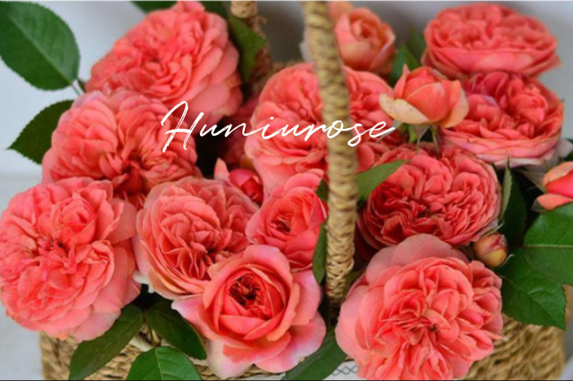 Chippendale Tantau Germany roses
