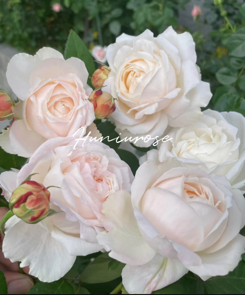 Asia new rose Xuemeiniang