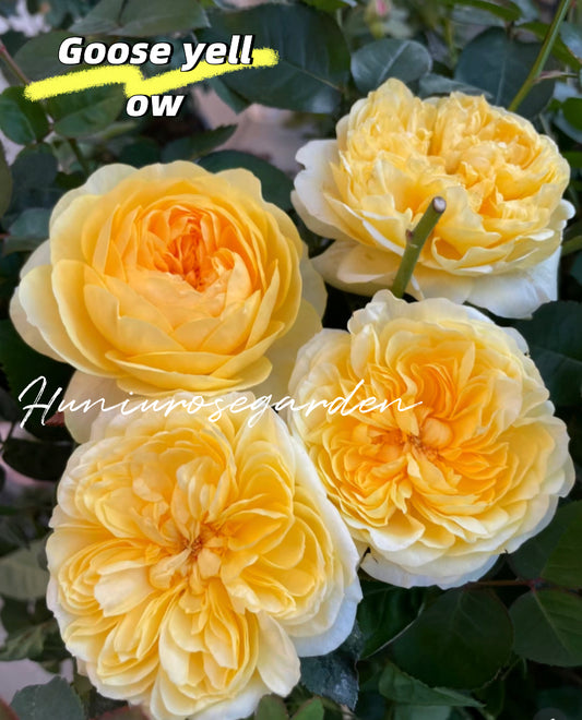 Goose yellow Asia rose