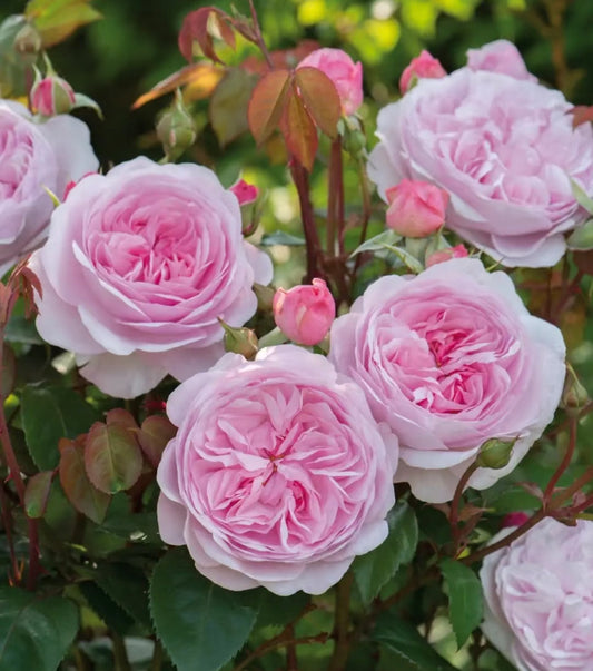 David Austin Olivia rose