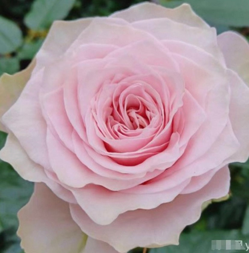 Country Peonia