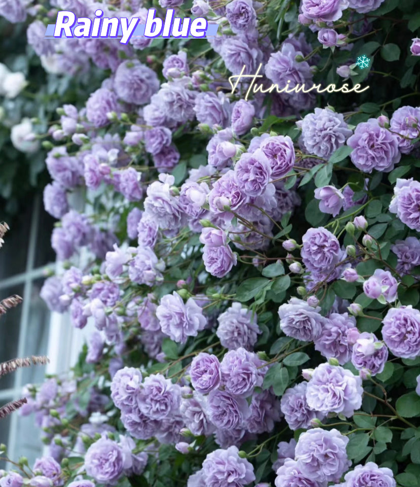 Blue Roses Uk Rainy blue small climbing purple rose Koders 蓝色阴雨 – Huniu Rose Garden
