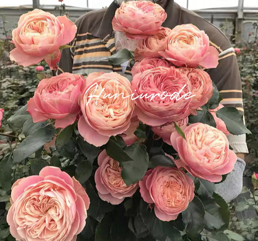Victory’s classic cutting rose