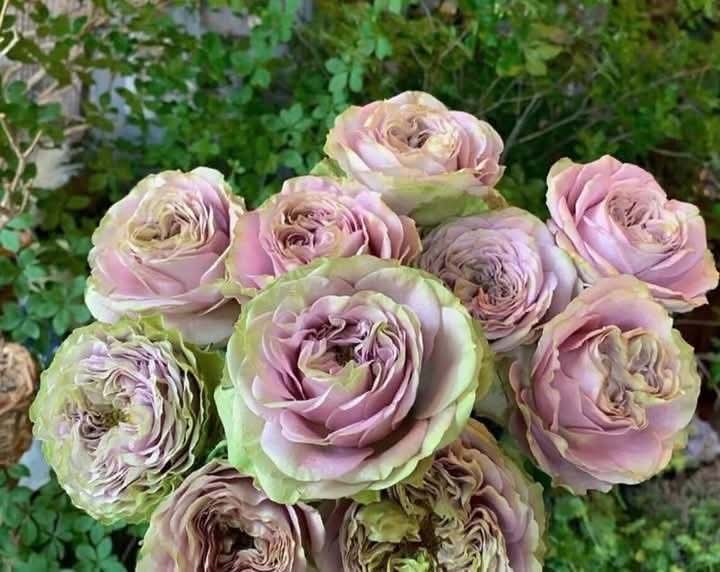 Japanese rose Nothing without you( all ways on your side)