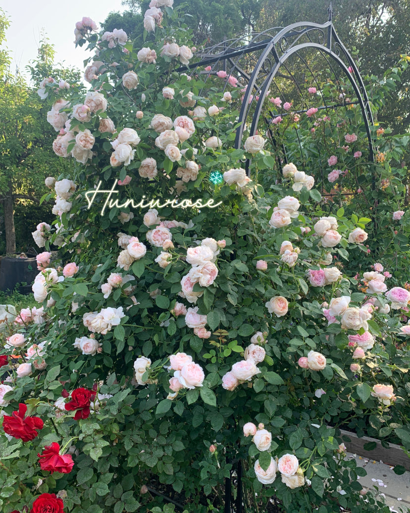 David Austin St. Swithun climbing rose