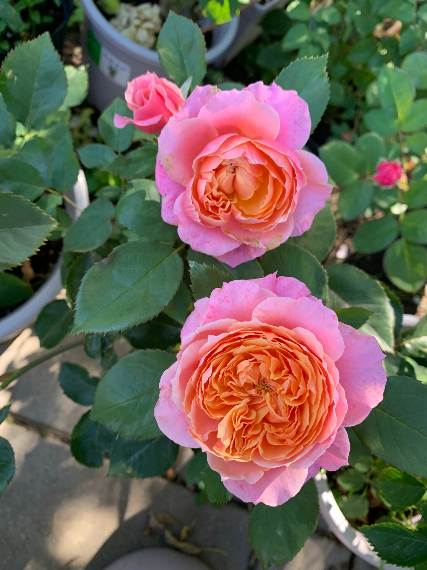 Vuvuzela cutting rose