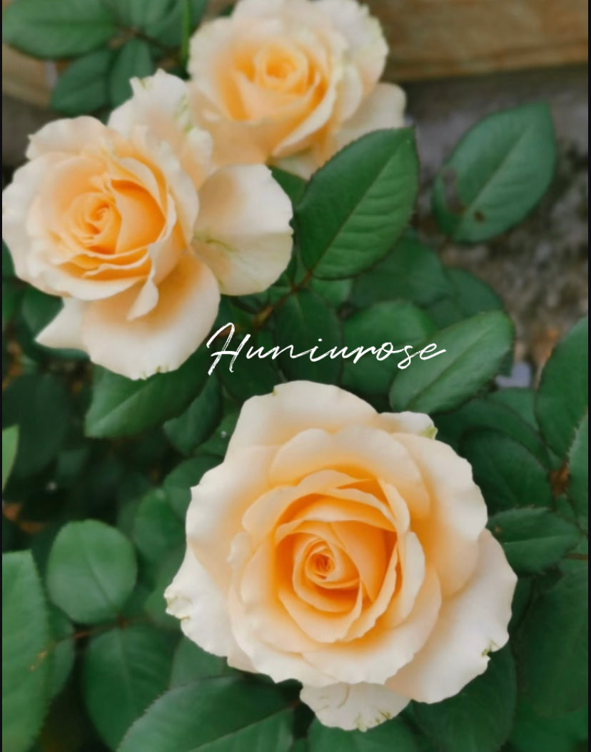 Peach avalanche northland cutting rose