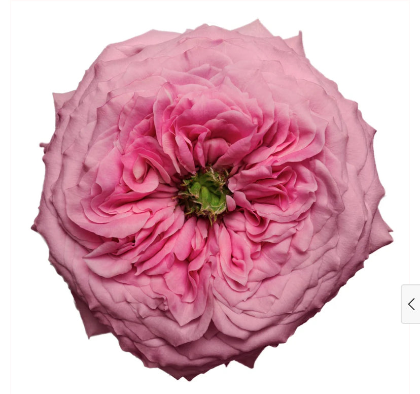 Peonkiss rose plant 牡丹之吻