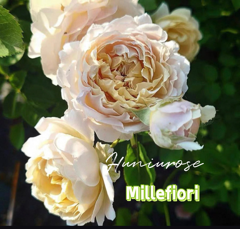 Millefiori Japanese 2024 very new rose