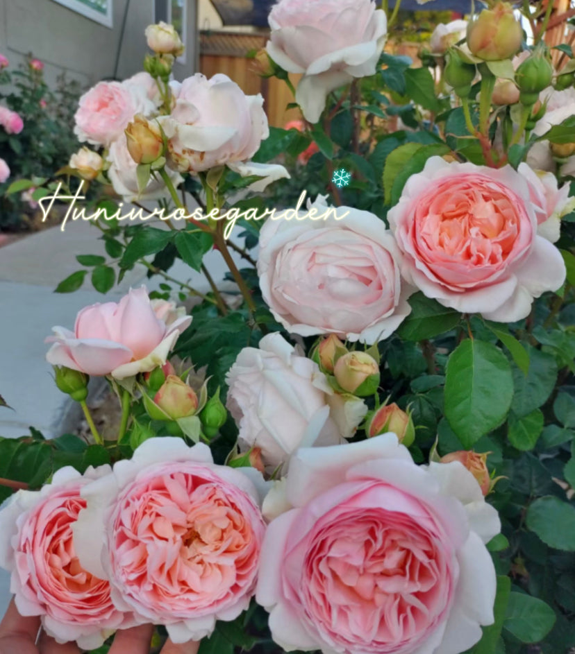 Ambridge Rose David Austin