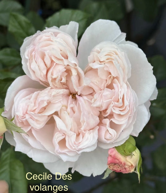 Cecile Des volanges Japanese rose